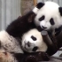 大熊猫到底有多好抱？