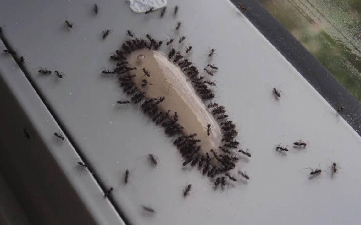【实测蚂蚁药】ANT GEL是杀死蚂蚁的最佳方式