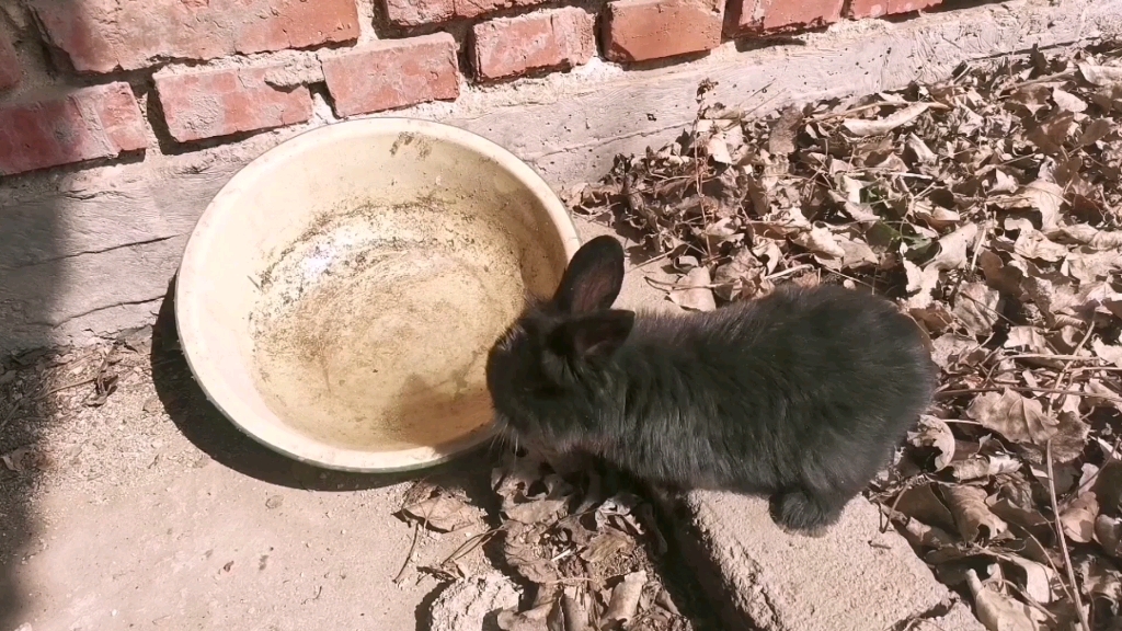 把宠物兔放生，兔子到底喝水吗？希望它们在我家鹿圈健康成长
