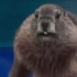 法国电视台吉祥物土拨鼠Marmotte做运动系列之冰壶