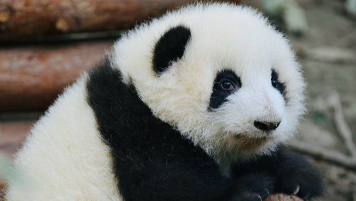 治愈小花花 软萌到爆炸！