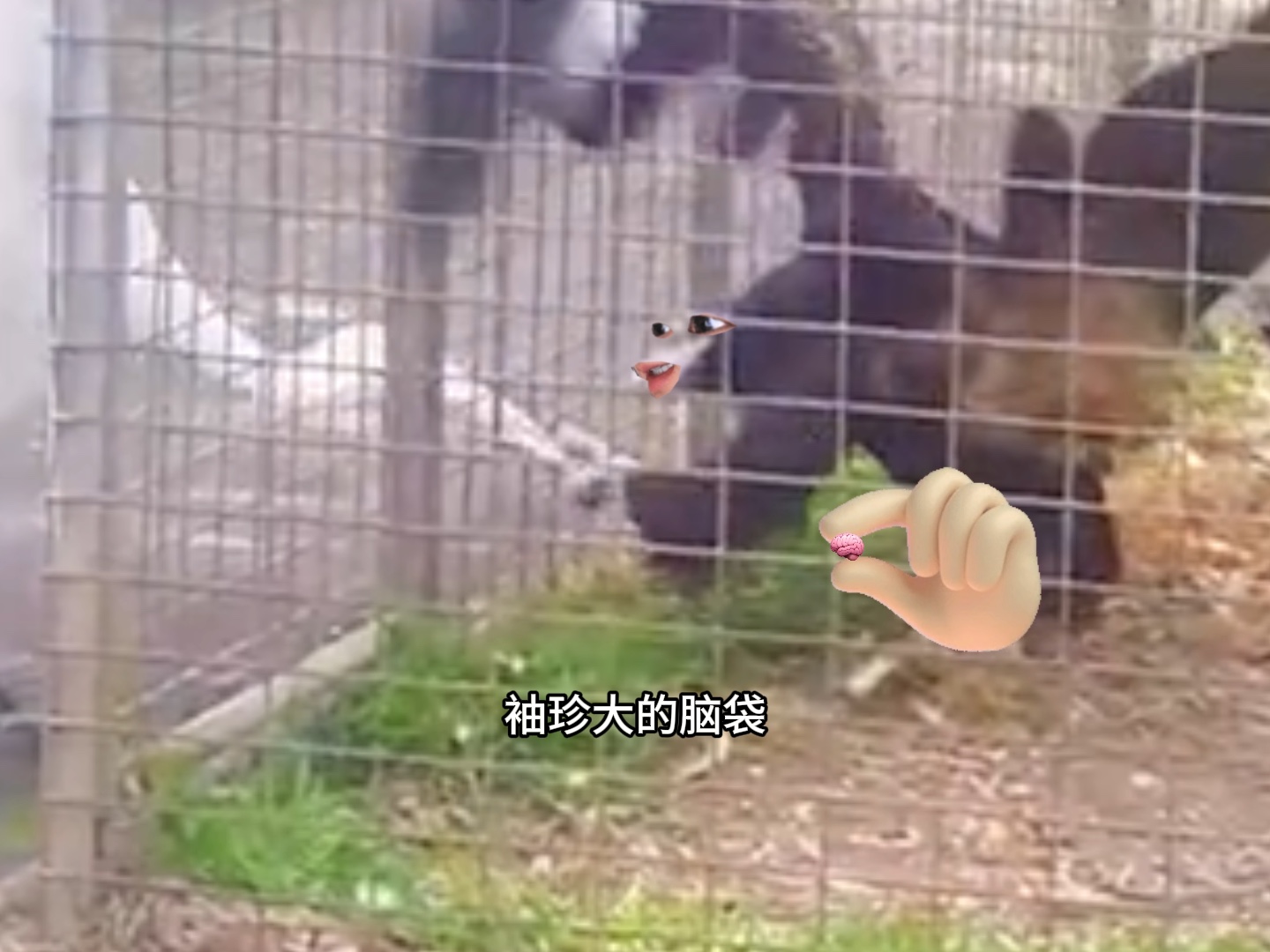 老鹰：你猜我为什么关起来？