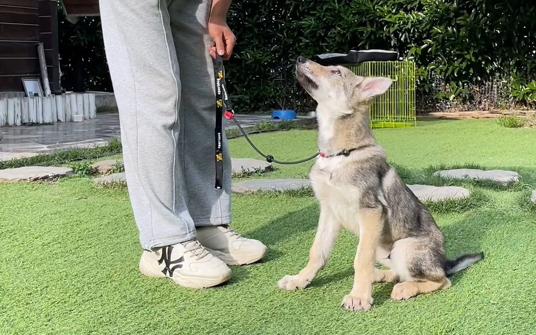 3个月的捷克狼犬啥也不会怎么训练？