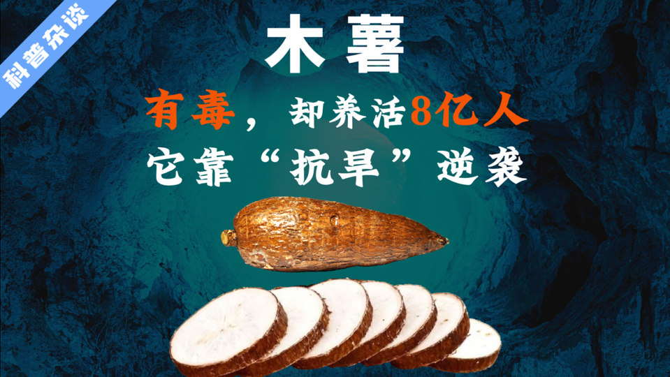 木薯：有毒，却是8亿人的主粮！