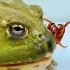 非洲牛蛙大战巨型红龙蜈蚣 牛蛙vs蜈蚣 超级精彩