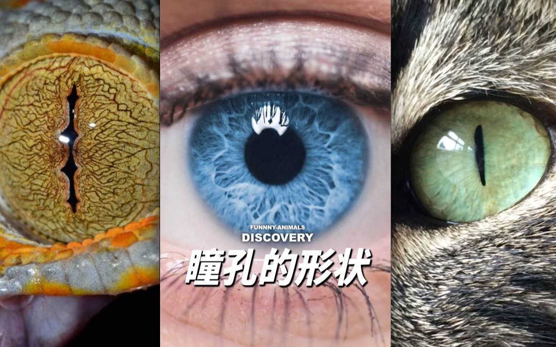 瞳孔的形状是猎食者和猎物在不断进化中演变而来的成果！感叹自然的神奇！