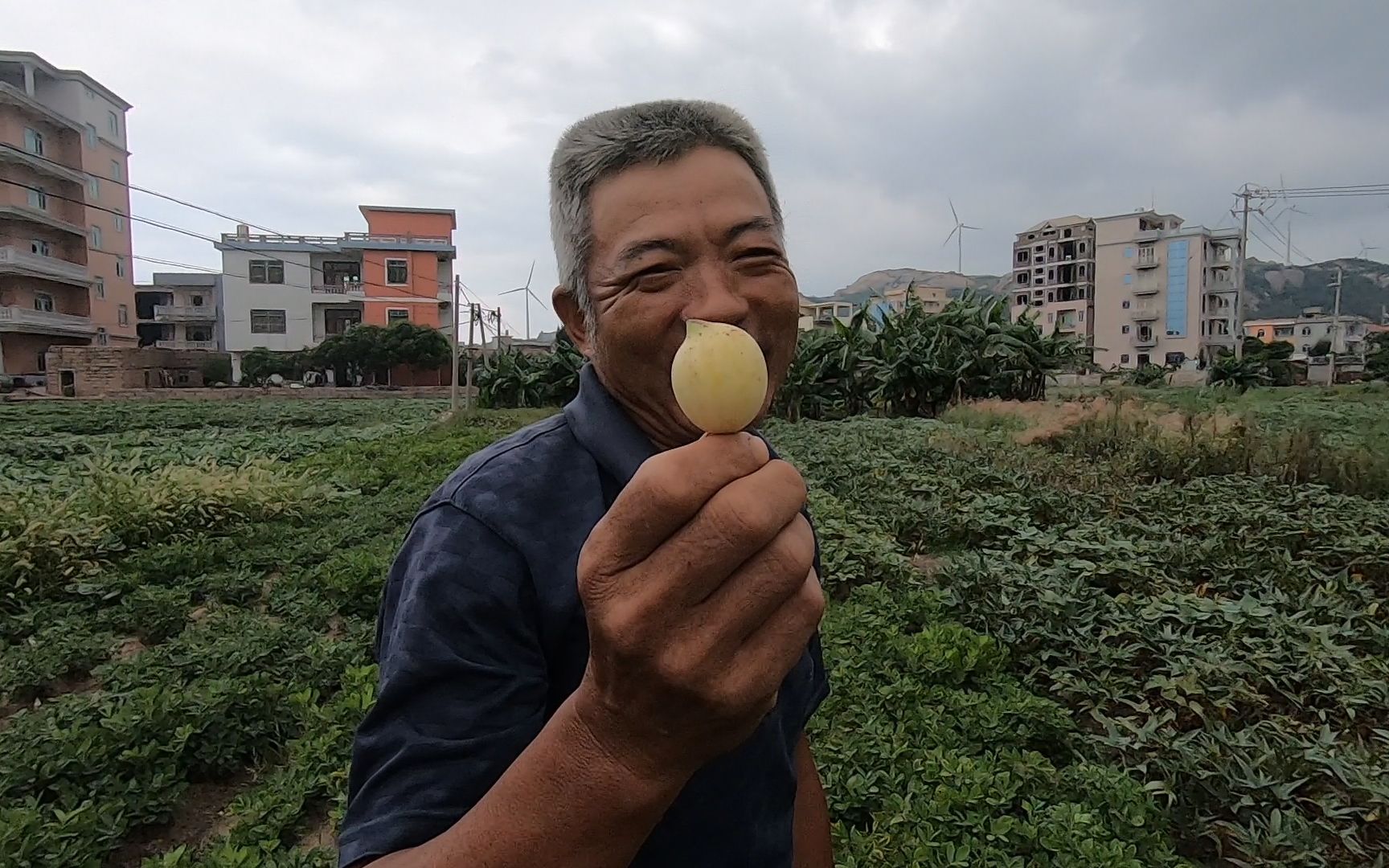 泰叔在地里收获金瓜渔村邻居说都没见过破开吃一下再看