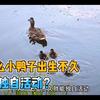 为什么小鸭子出生不久就能独自活动