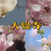 春天一定要来一次大觉寺