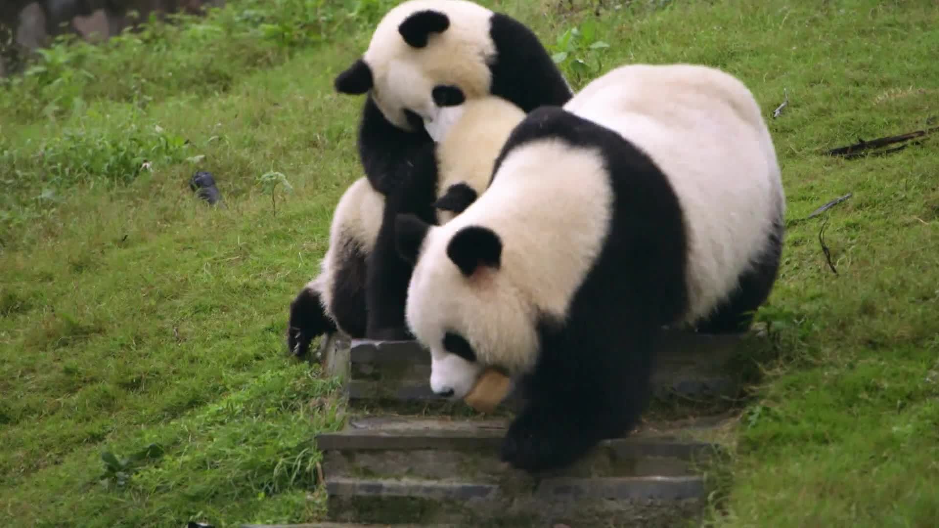 【纪录片/BBC】熊猫宝宝 Panda Babies（2015）