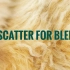 iBlender中文版插件Scatter 教程Blender 的 Fur ScatterBlender