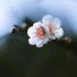 【日系随拍短视频】花开花落年复年。