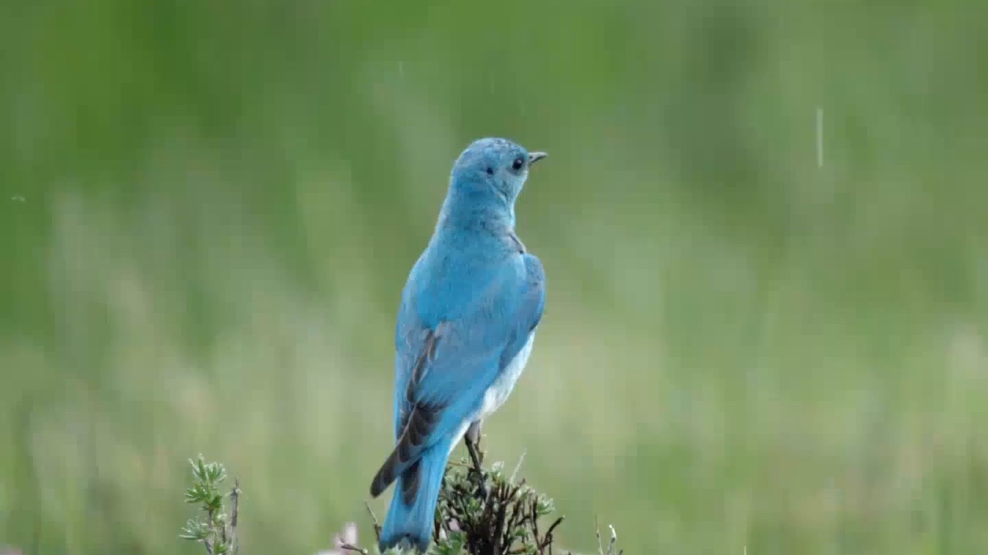 山地蓝知更鸟枯树安家共守暖巢，待新生鸟鸣迎黄石又一夏！