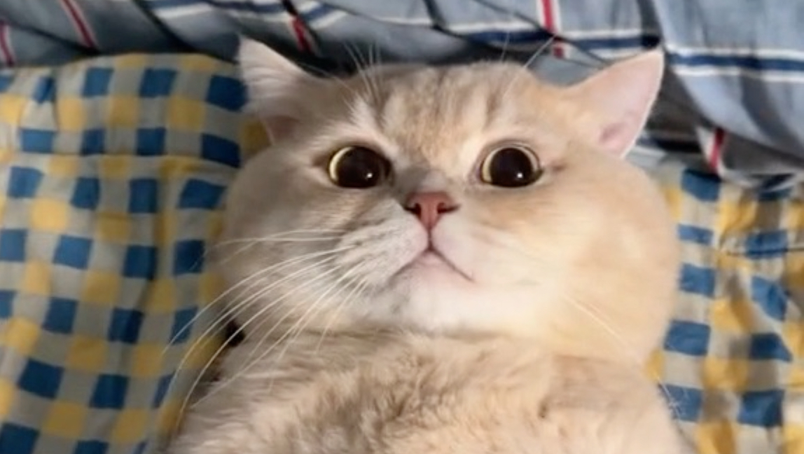 太好了！捡到爵士豪猫了！