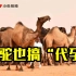 阿联酋克隆选美骆驼一峰70万 连骆驼也搞“代孕”