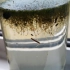 【生态瓶】窗边生态瓶第一周的变化--原子虾 atomic shrimp
