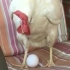 母鸡在主人的椅子上下蛋