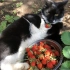 要不是猫天天祸害草莓地，草莓就能熟啊！