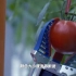 采摘机器人CCTV10-智能中国 智慧农业-西红柿番茄水果采摘机器人-柔性机械爪-易爪机器人