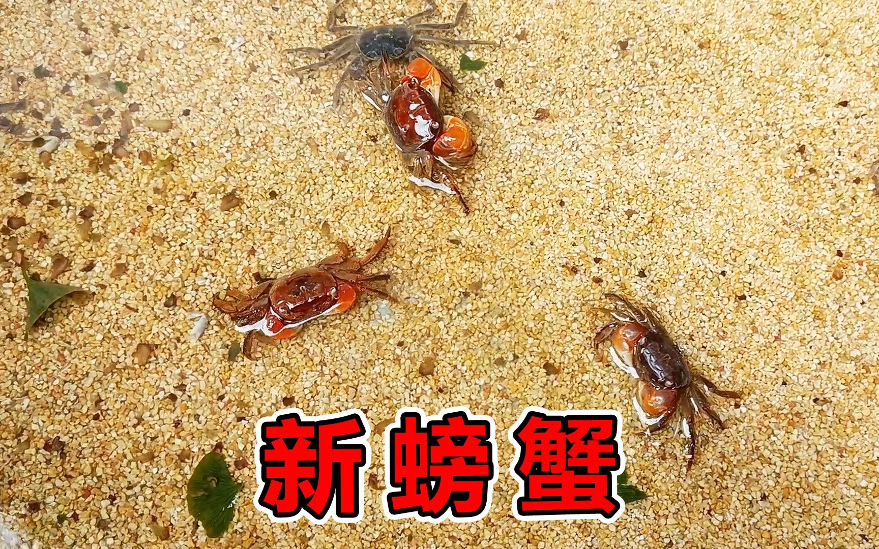 赶集的时候花10块钱买了3只红色小螃蟹当宠物养，真的是太漂亮了！