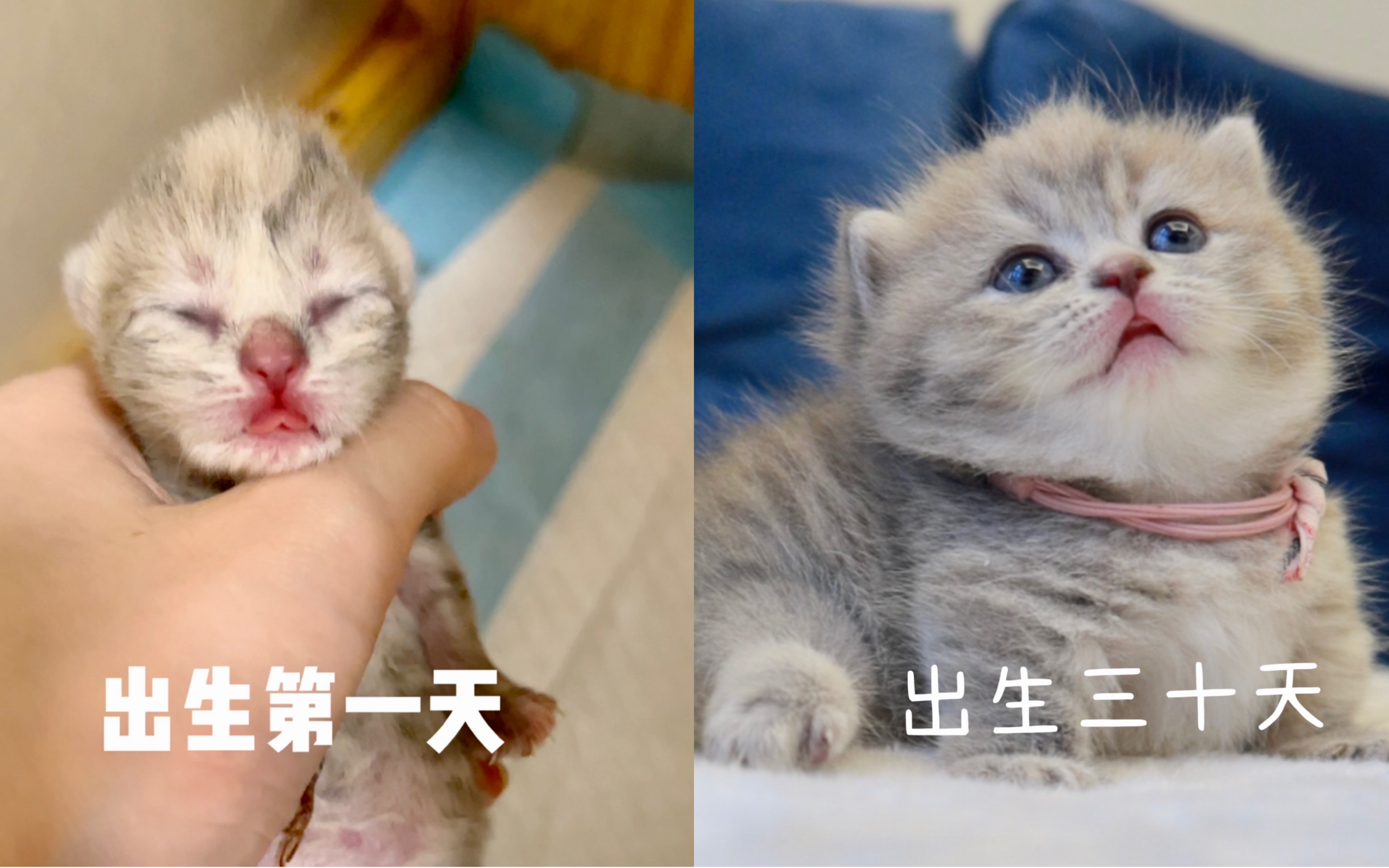 记录小猫 从出生到一个月的成长变化史