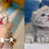 记录小猫 从出生到一个月的成长变化史