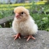 据说小鸡会把出壳第一眼看到的人当成妈妈