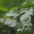 空镜头视频 下雨花朵百花雨天 素材分享