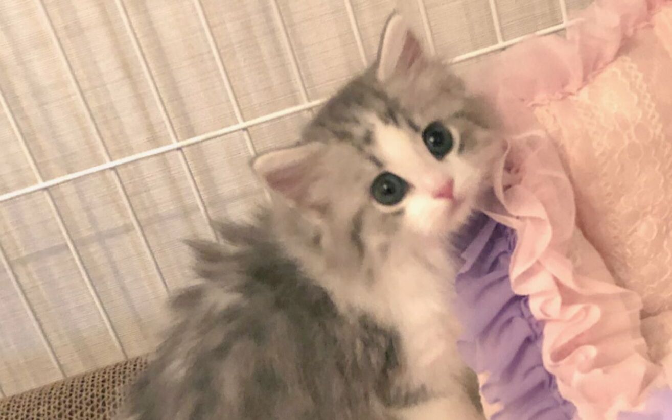 まふまふ まふまふさん的猫咪 いろは 和 ぽてと 的日常 哔哩哔哩 Bilibili