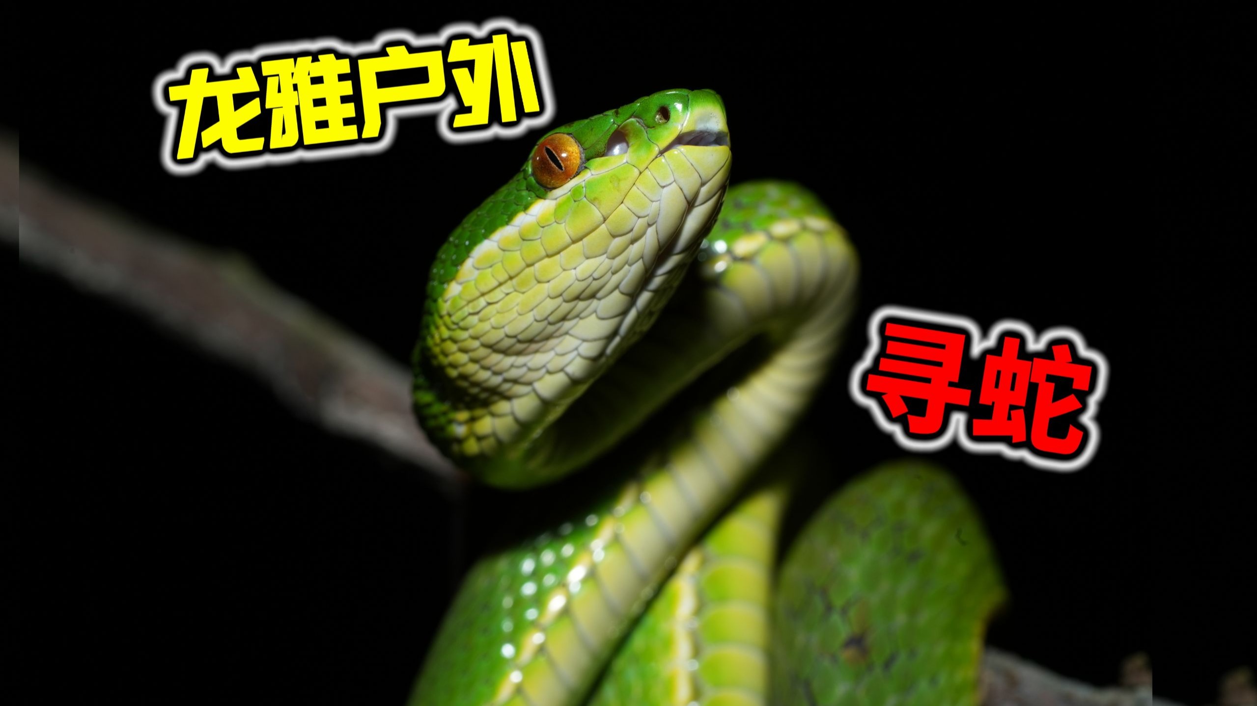 龙雅户外寻蛇！发现银环蛇、竹叶青、眼镜蛇、白头蝰、原矛头蝮...