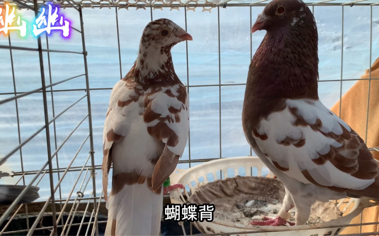 堪称小型养殖场，这么多鸽子一天得多少鸽粮呀