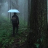 【4K】漫步雨中森林