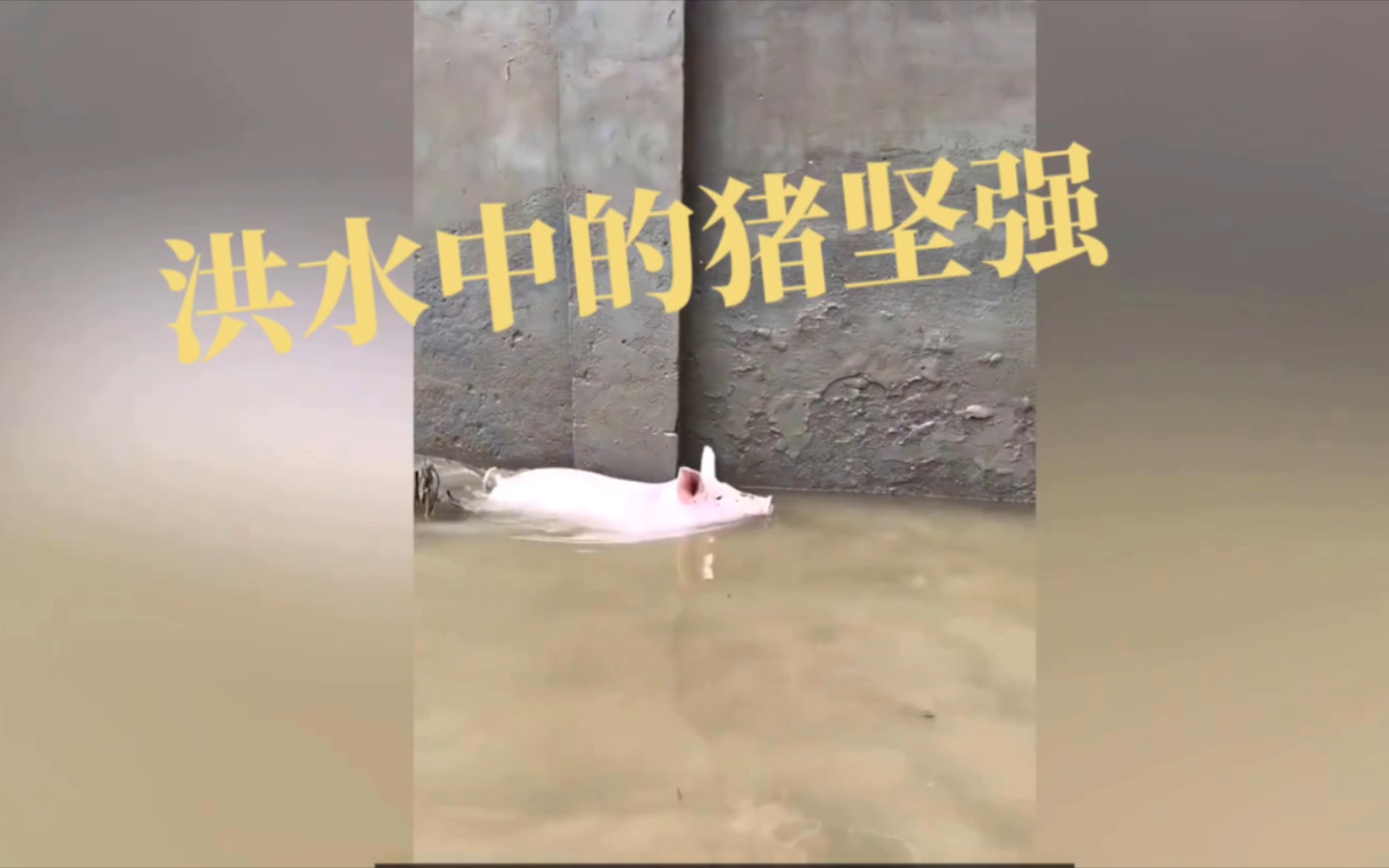 洪水中的猪坚强哔哩哔哩bilibili