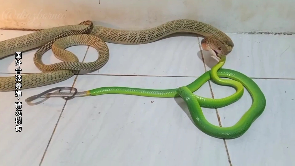 眼镜王蛇的午餐，一条小绿蛇