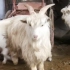 武汉人均80烤全羊，羊羊这么可爱，怎么能少刷油，不好吃不把钱！