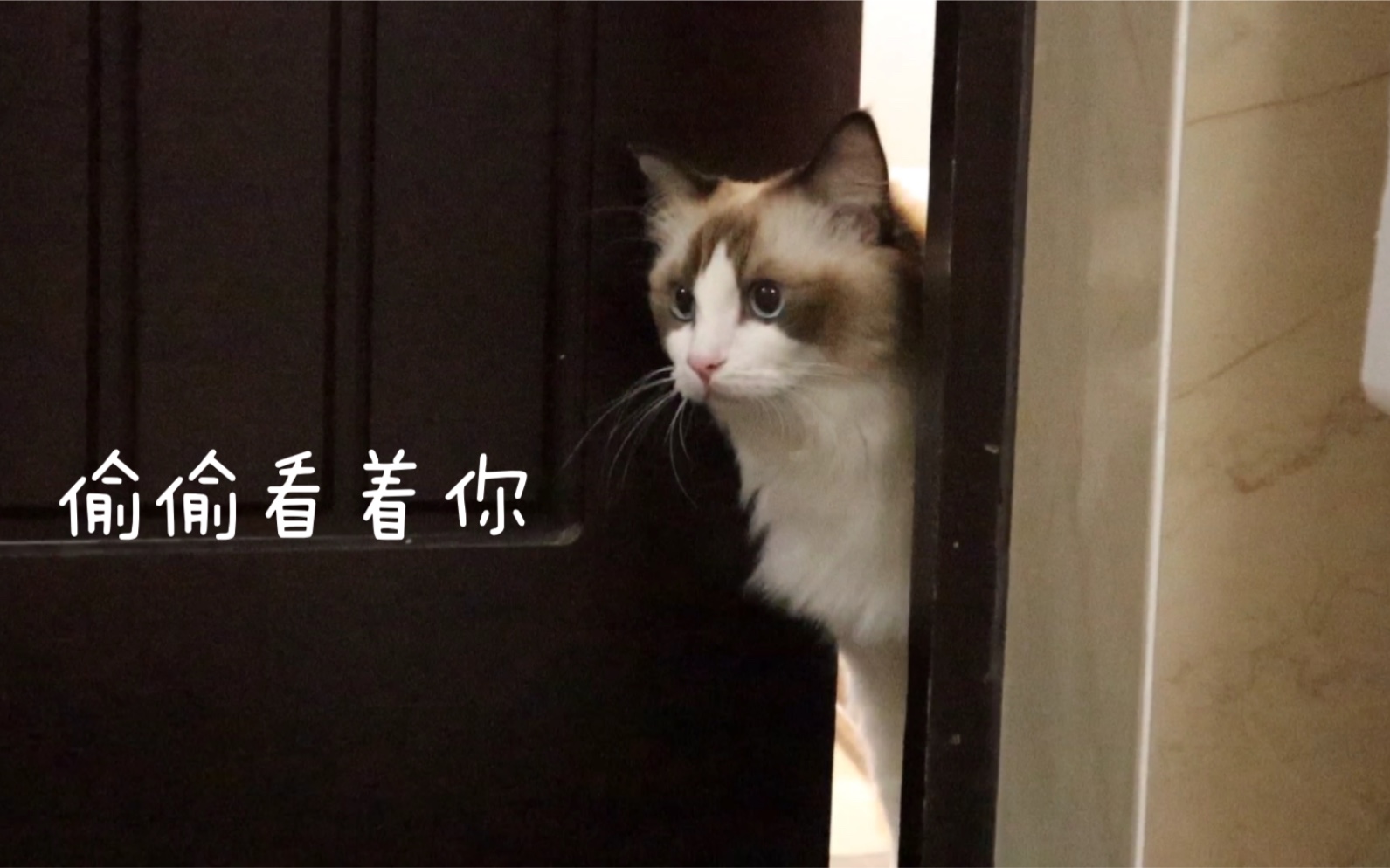 喵我想偷偷看看你听说猫可以看见我们看不见的东西