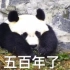 【熊猫TOP榜Ⅱ】第十三期：蔓越煤兄妹找笋谁在行