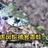 虎斑蛇捕食青蛙，高清视频近距离观看，胆小勿进