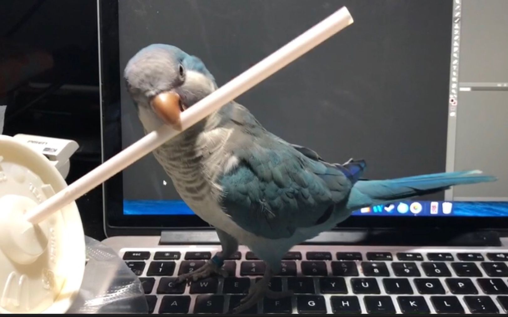 【和尚鹦鹉】呱呱超爱拔吸管玩的!