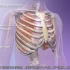 肺与外界的气体交换过程  发生在肺内的气体交换