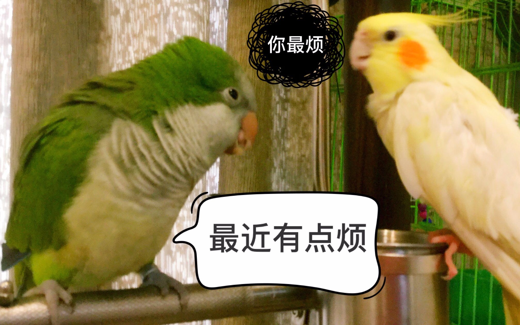 揪揪与给给--超烦小鹦鹉!