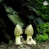 蘑菇的生长（延时摄影）