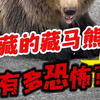 看到这种可爱的“熊猫”幼崽，千万别摸