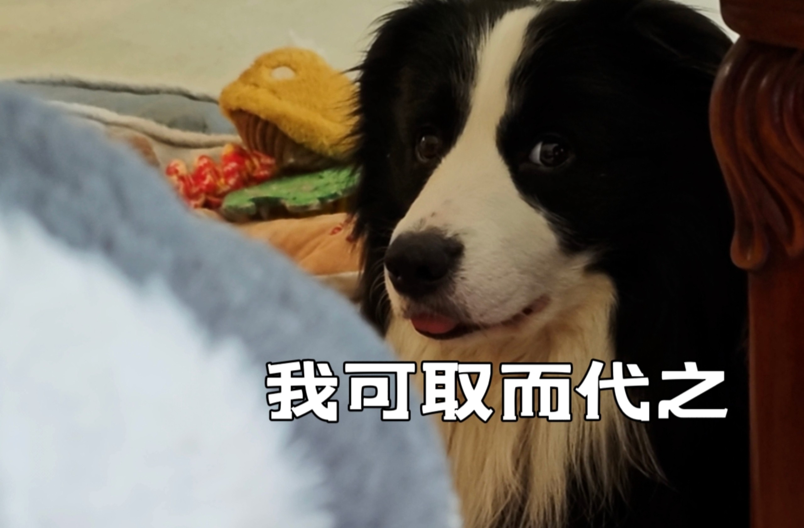 林克不喜欢家里的虎鲸