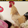 网友晒“行走的闹钟”，大公鸡绕场一周跳到主人床上开启专属叫醒服务，叫不醒又跳头上踩一脚
