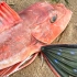 大海退潮后，大庆赶海发现一只小翅膀的红娘鱼，还有大个带子