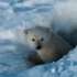 【国家地理.北极传说】National Geographic.Arctic.Tale.HD-DVDrip.720p.x2