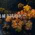 【飞手影片】再不去看就晚了，草原的秋色已经金黄了，乌兰布统的秋2020-Jetty作品