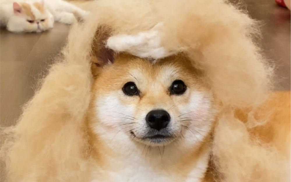 你们听我狡辩…柴犬真真真不掉毛！