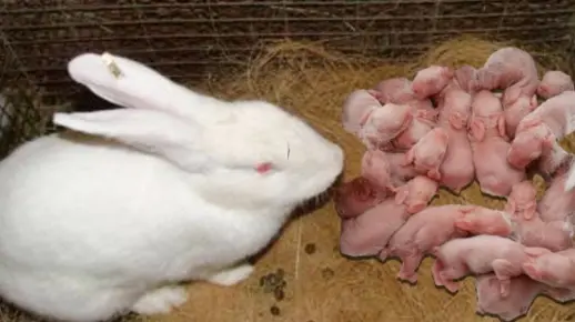 可爱的动物们生宝宝的瞬间